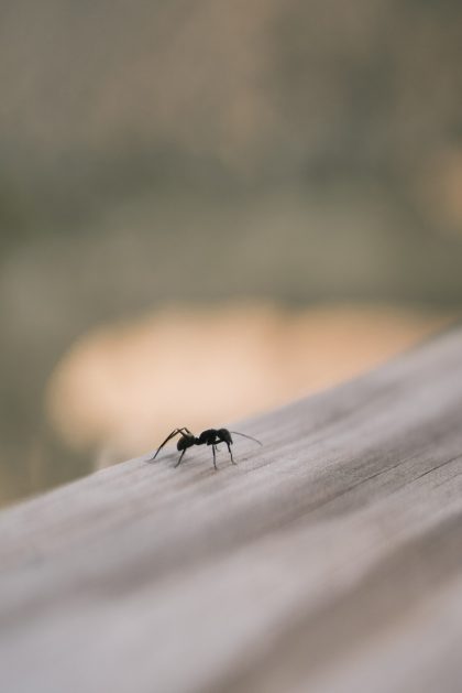 Πώς μπορείς να απαλλαγείς από τα ενοχλητικά μυρμήγκια στο σπίτι;